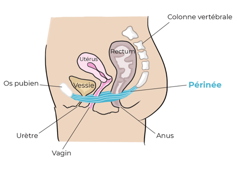 Schema du muscle du périnée