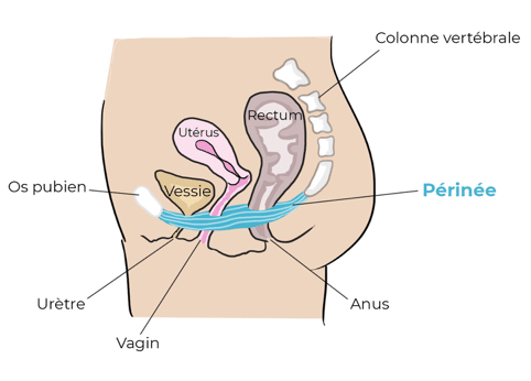 Rééducation périnéale / du périnée - Mon avis de kinésithérapeute