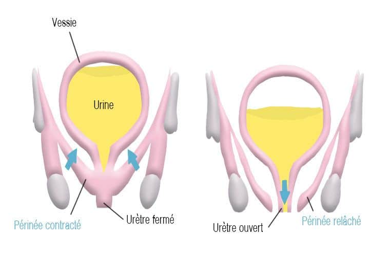 fonctionnement de la vessie et du sphincter urinaire