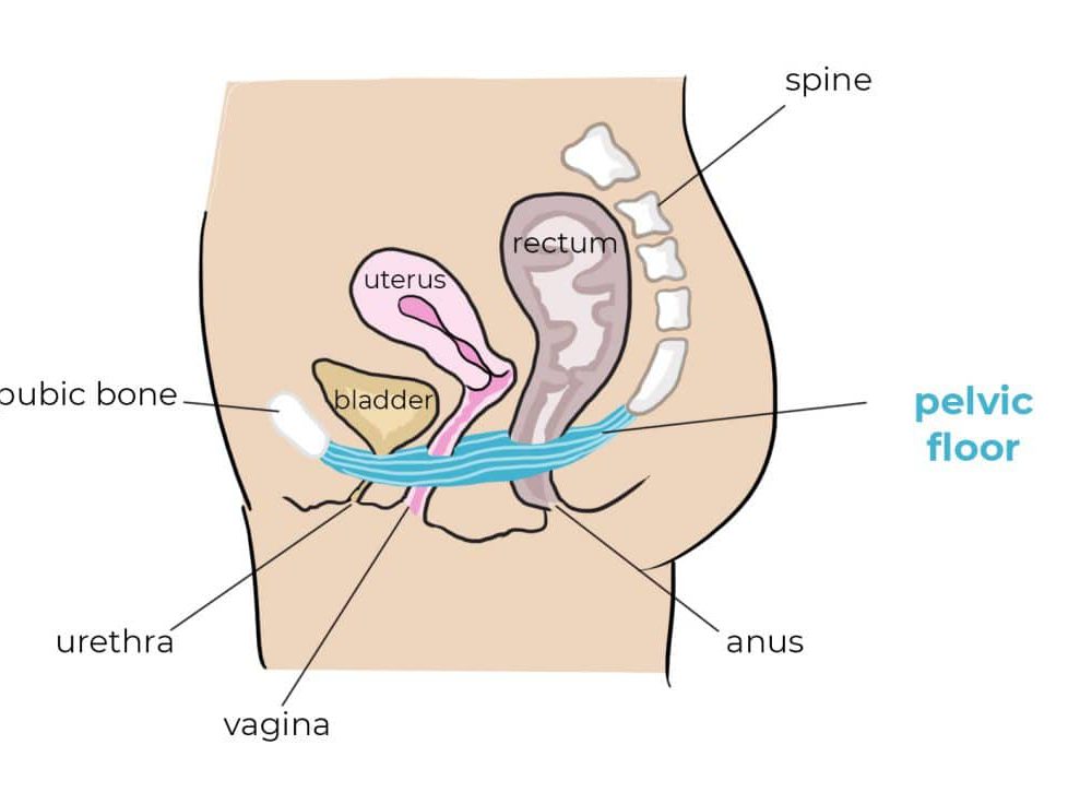 the pelvic floor can lead to back pain