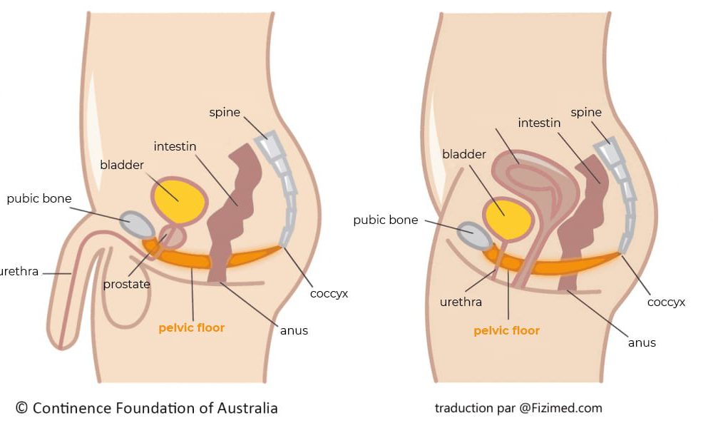 misconceptions pelvic floor - men also have a pelvic floor