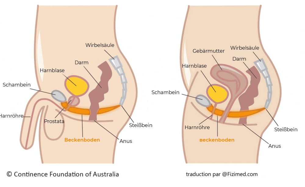 Beckenbodentraining übungen mann