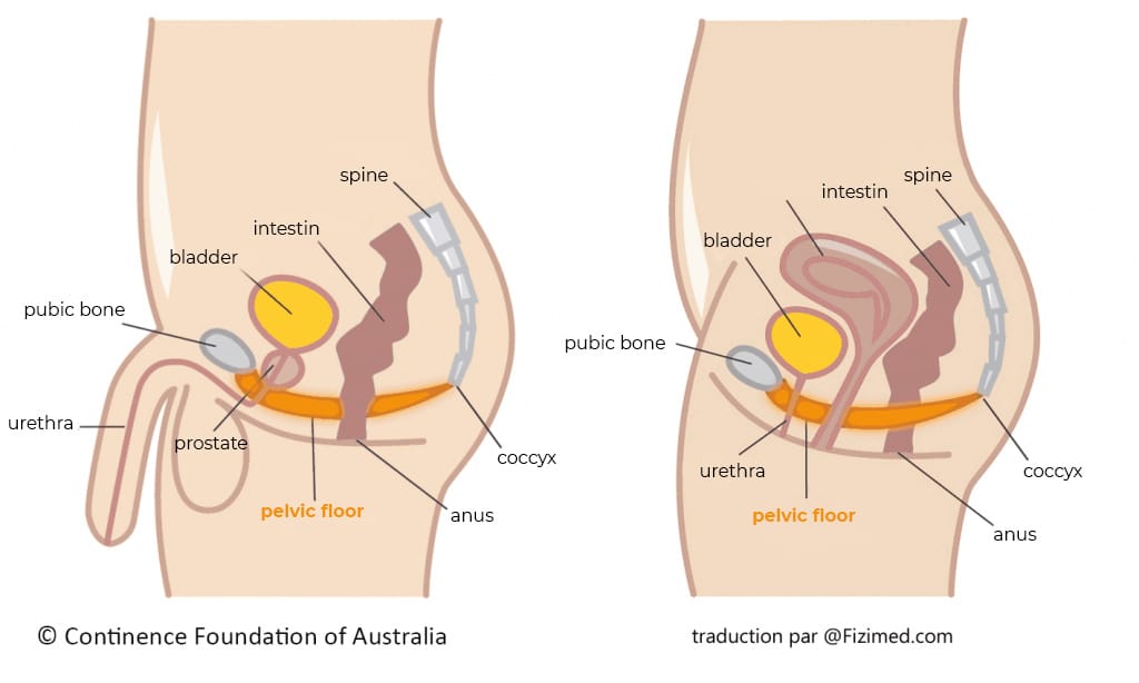 And after exercises before kegel Pelvic Floor