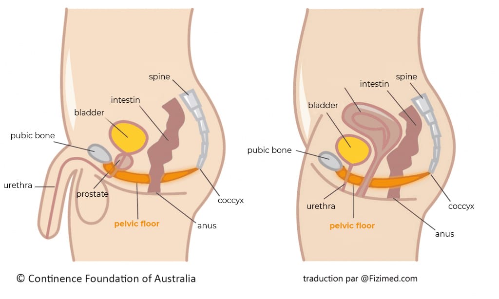 Kegel és prostatitis gyakorlása