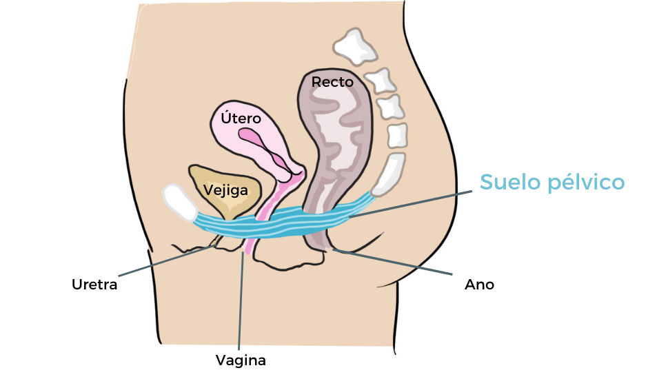 Qué es y cómo funciona el suelo pélvico?