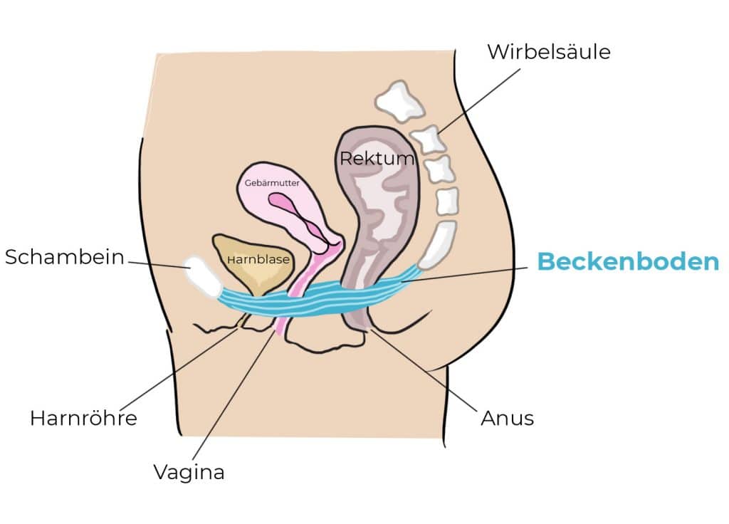 Der Beckenboden bei der Frau: Erklärung und Position