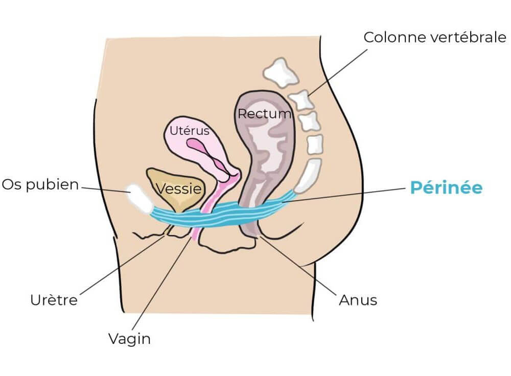 Muscles du périnée femme. Anatomie complète avec schémas - Mon Intimité