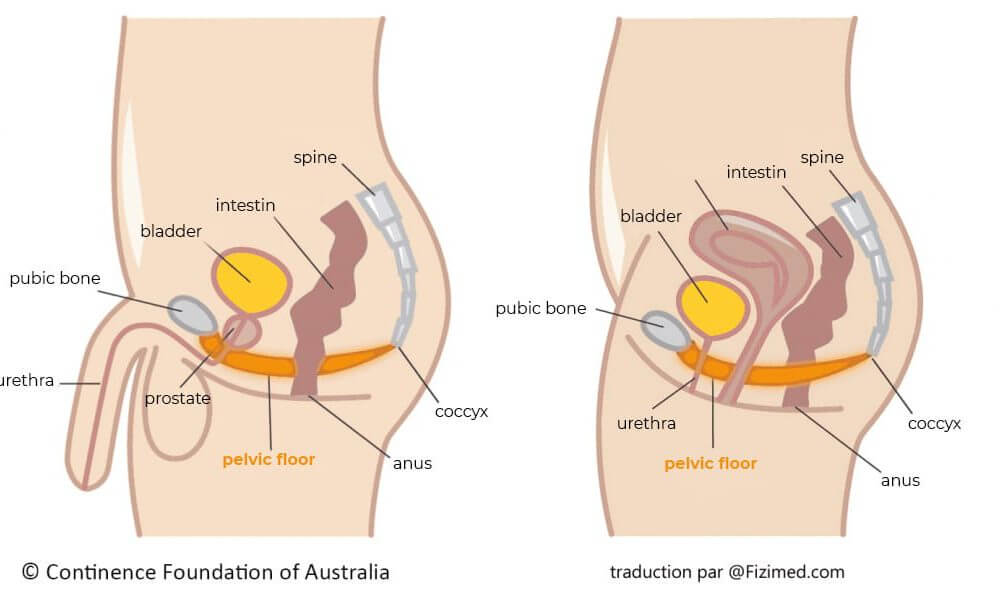 misconceptions pelvic floor  - men also have a pelvic floor