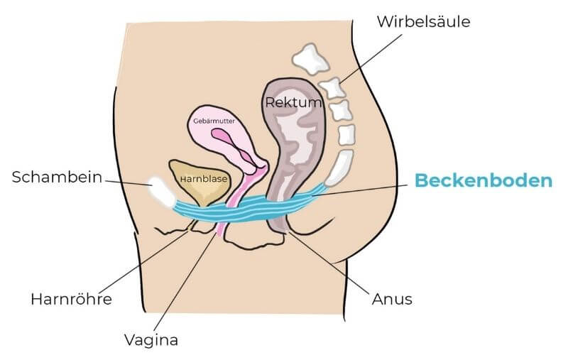 Beckenboden Aufbau und Anatomie