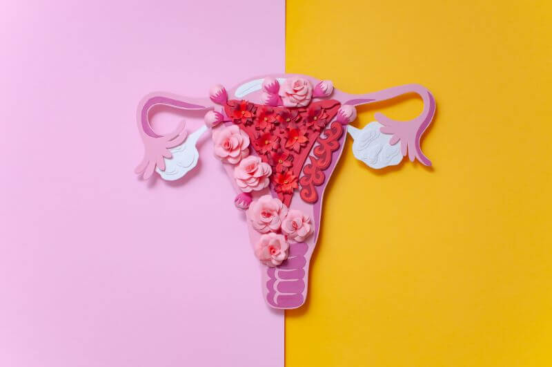 uterus vagin intimité