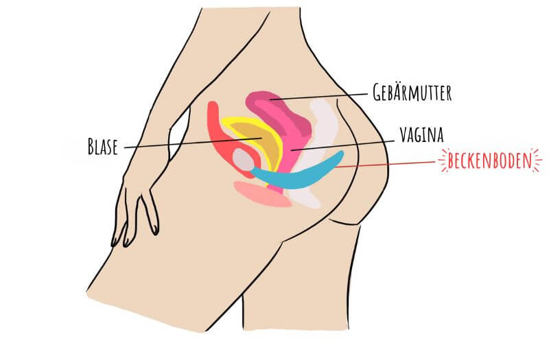 Beckenboden wo Anatomie