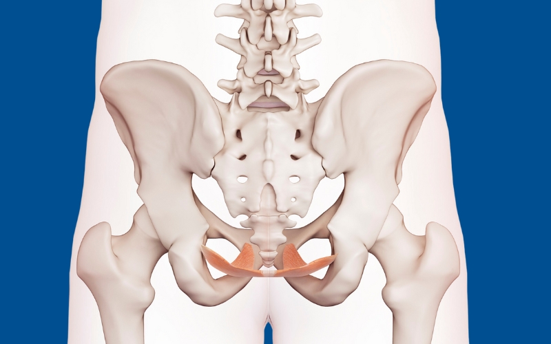 Beckenboden Rückenschmerzen Anatomie