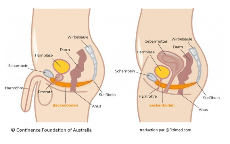 Beckenboden Mann Frau Anaromie
