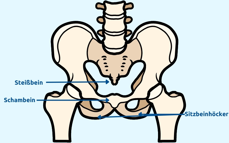 Beckenboden Knochen Anatomie
